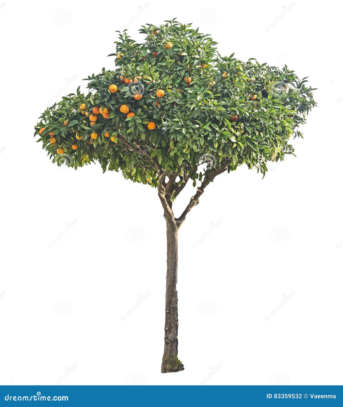 Árbol de mandarina foto de archivo. Imagen de aislado 83359532