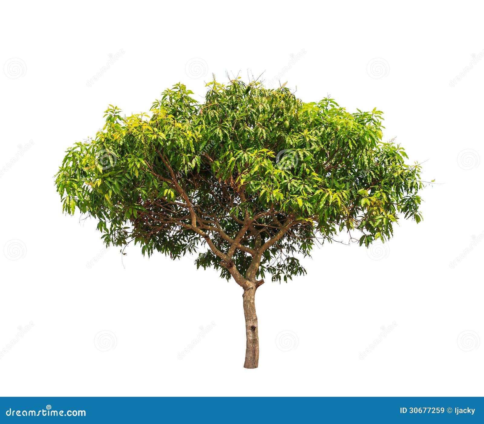 Árbol De Mango (Mangifera Indica) Imagen de archivo Imagen de fruta