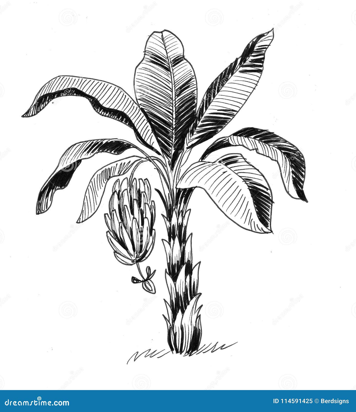 Árbol de plátano stock de ilustración. Ilustración de ilustraciones