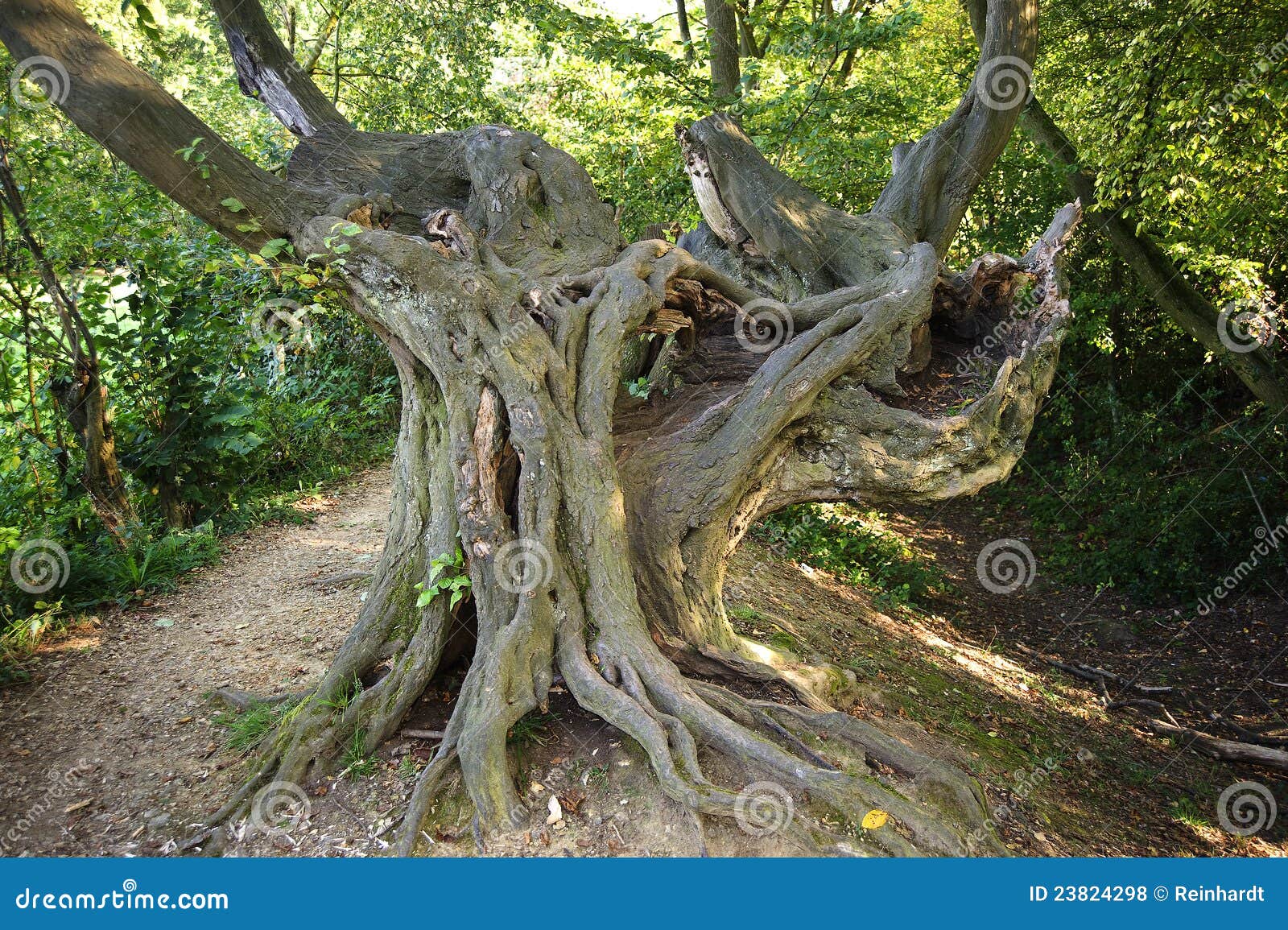 Árbol de sauce foto de archivo. Imagen de sauce, escénico 23824298