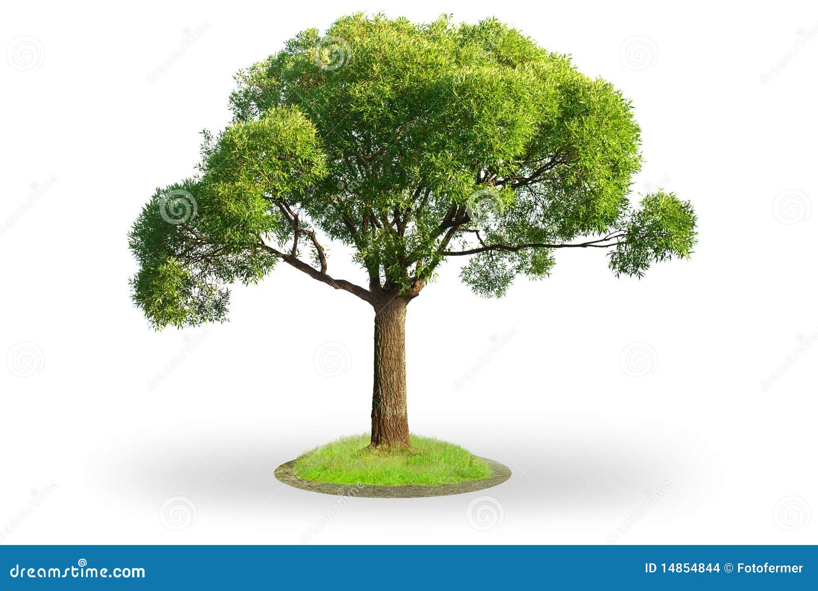 Árbol De Sauce Aislado En Blanco Foto de archivo Imagen de aislado