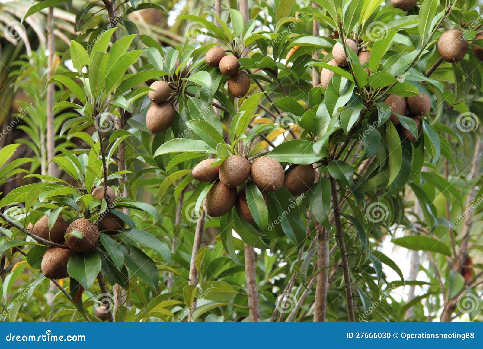 Árbol de zapote foto de archivo. Imagen de cubo, nutritivo 27666030