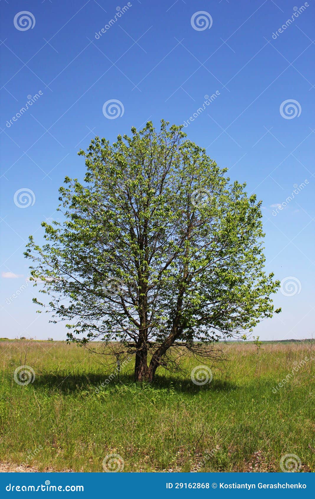 Árbol del campo en la naturaleza