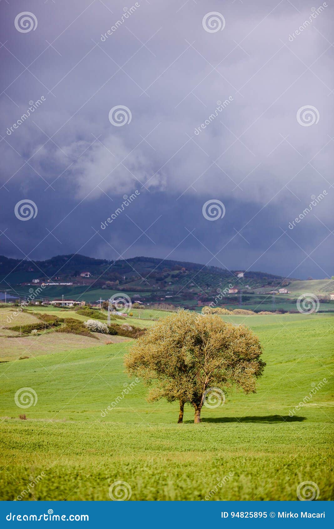 Árbol en el campo. Paisaje de la primavera con el árbol en el campo