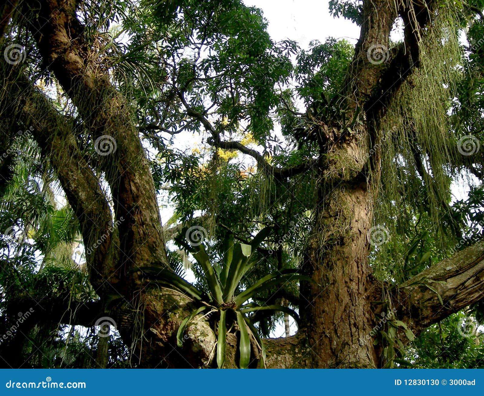 Árbol En La Selva Tropical Amazónica Foto de archivo Imagen de flor