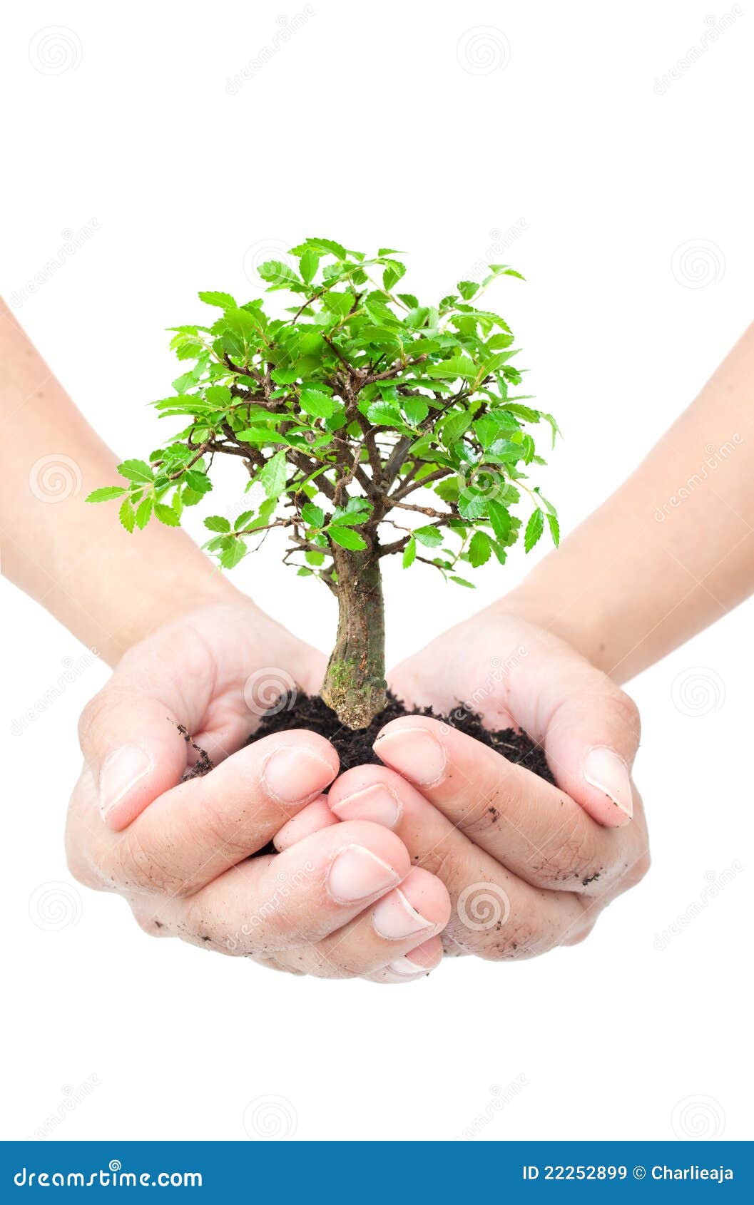 Árbol en manos imagen de archivo. Imagen de mano, ambiente 22252899