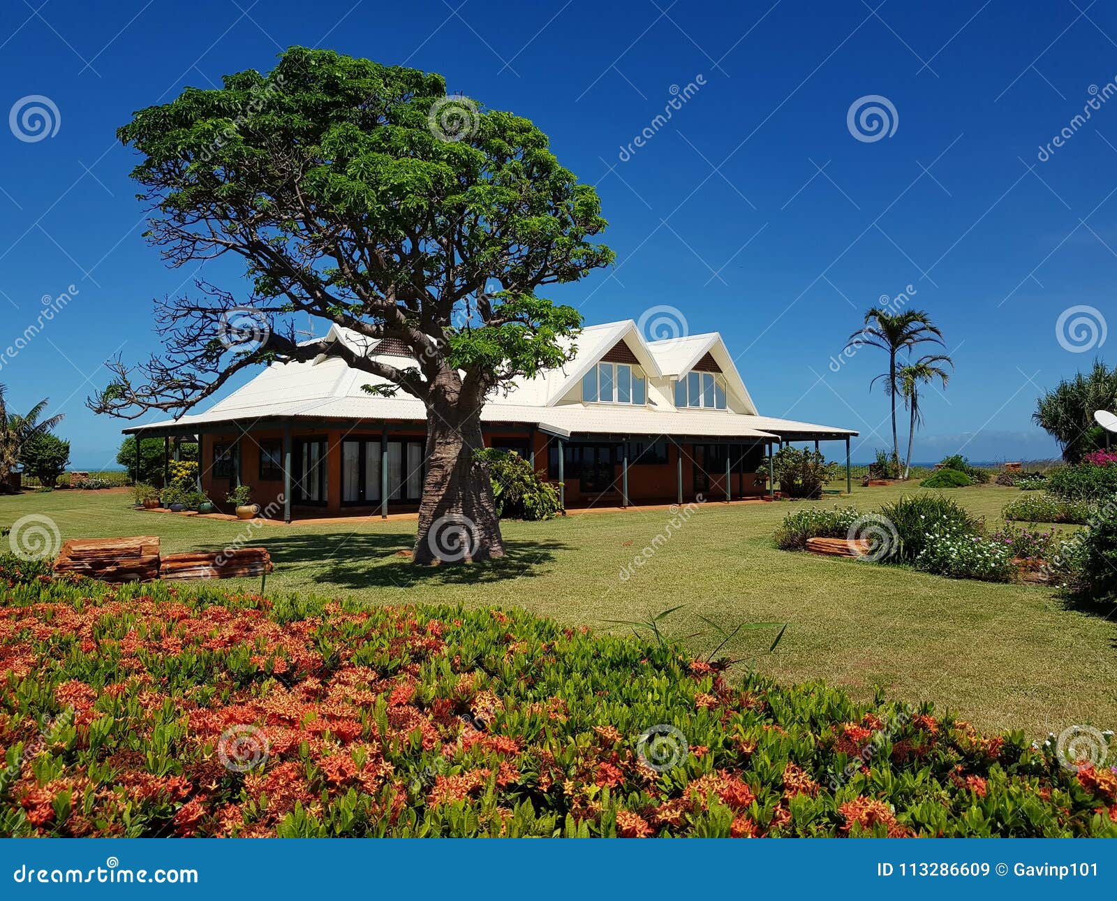 Árbol Kimberley Western Australia de Boab. Interior granja y árbol de Boab