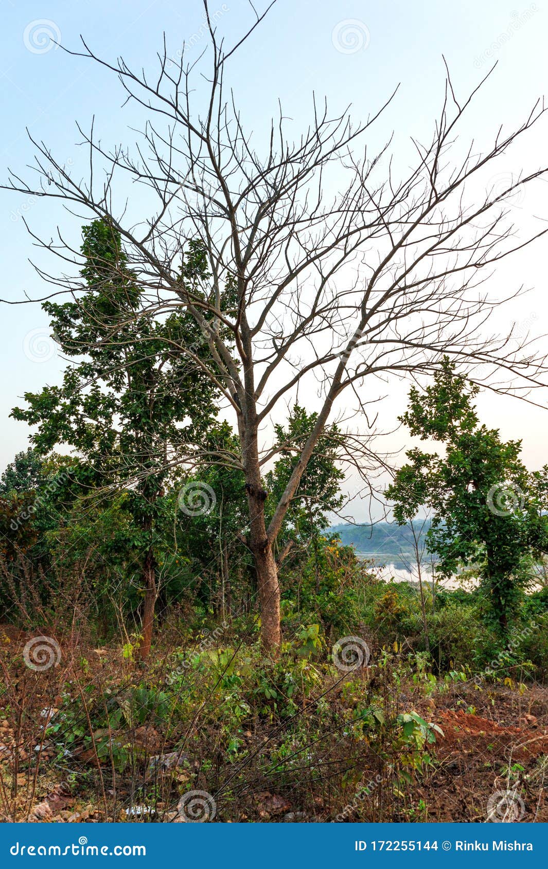 Árbol sin hojas en suelo rojo rodeado de árboles verdes en el bosque de la aldea india
