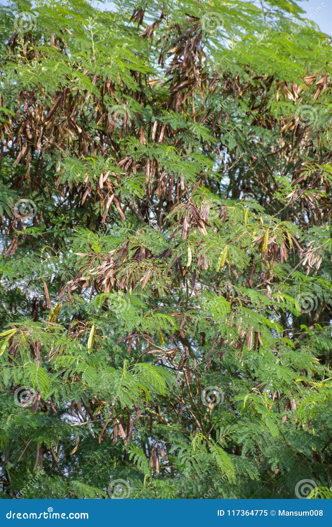 Árbol Verde Del Acacia En Jardín Imagen de archivo Imagen de blanco