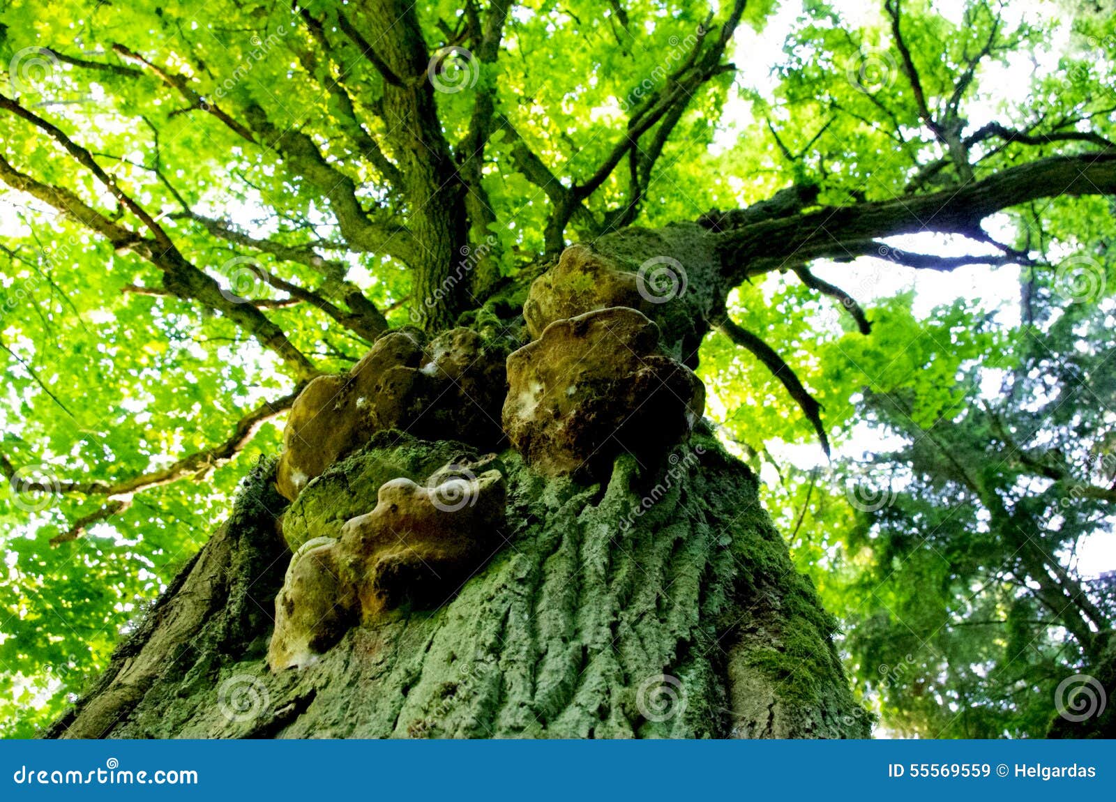 Árbol viejo en el bosque