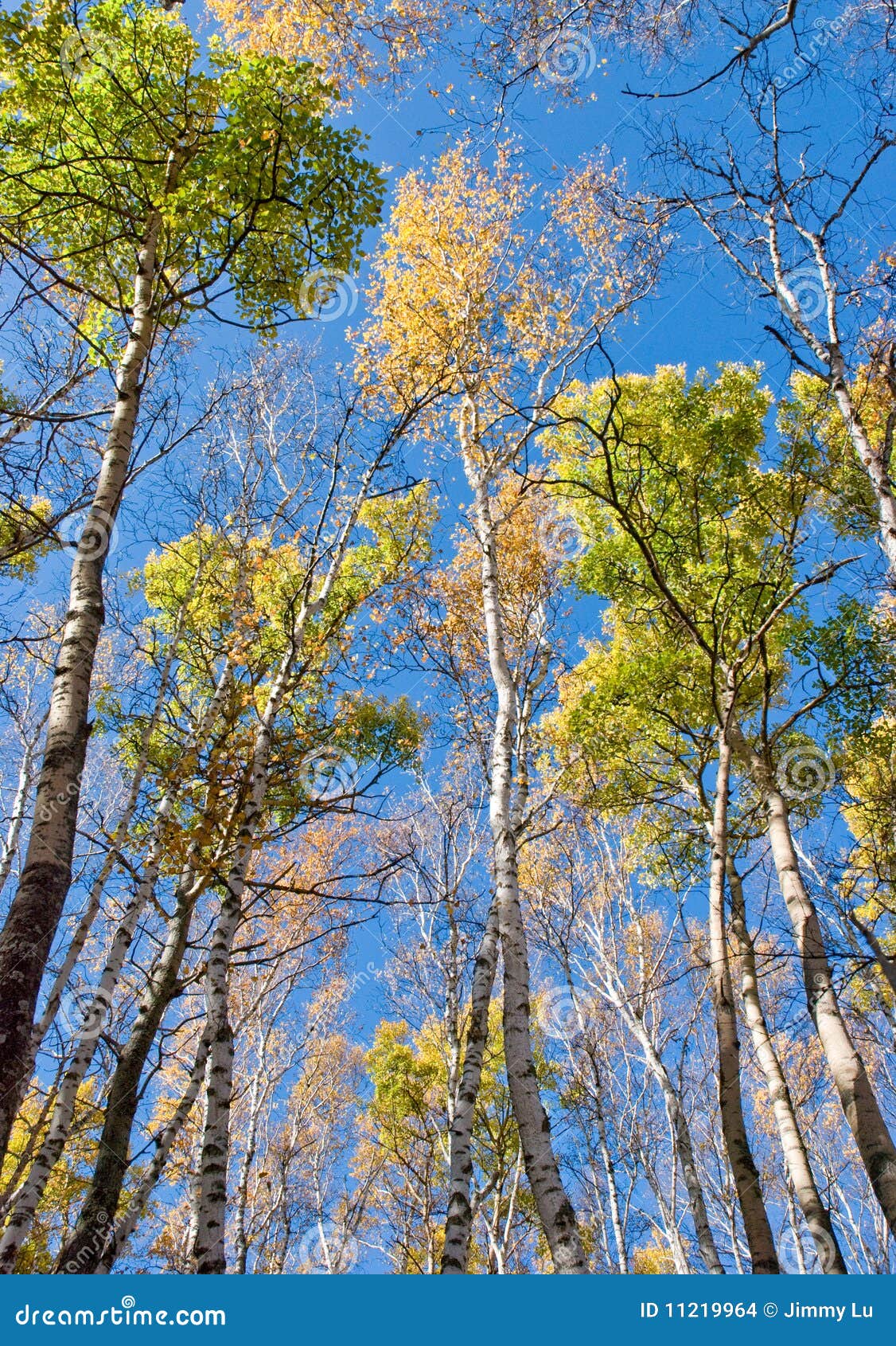 Árboles altos con las hojas amarillas bajo el cielo azul. Una vista ascendente de árboles coloridos en caída