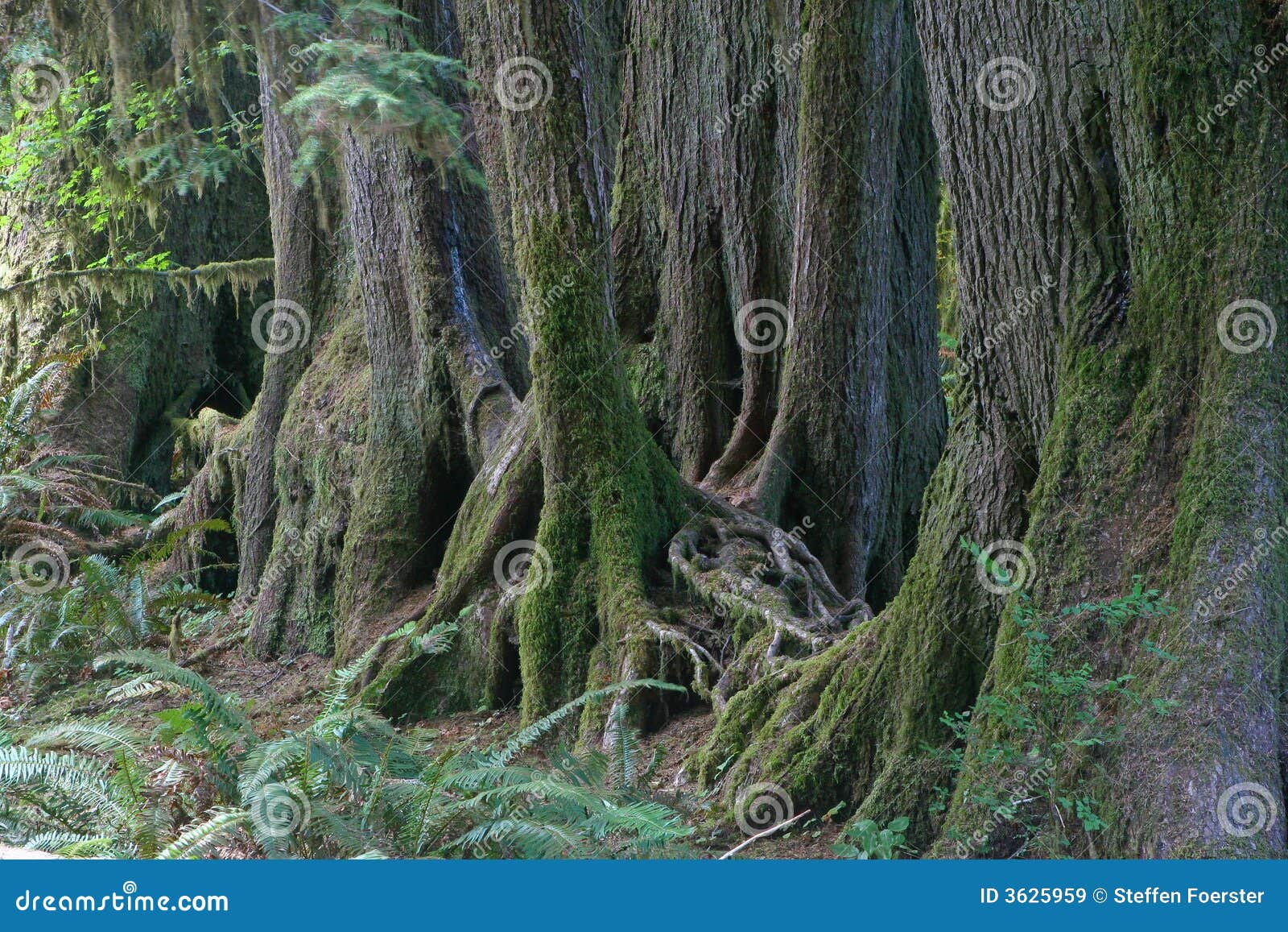 Árboles De La Selva Tropical Imagen de archivo Imagen de naturalizado