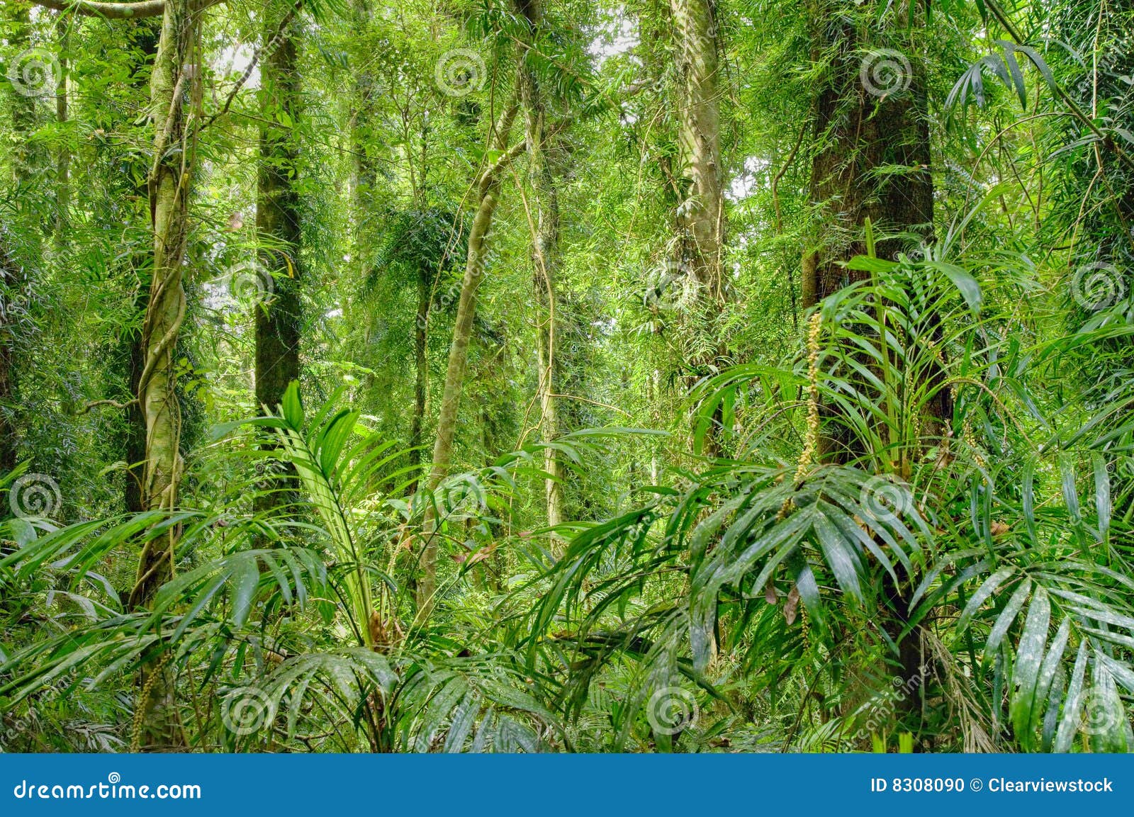 Árboles De La Selva Tropical Foto de archivo Imagen de mundo, parque