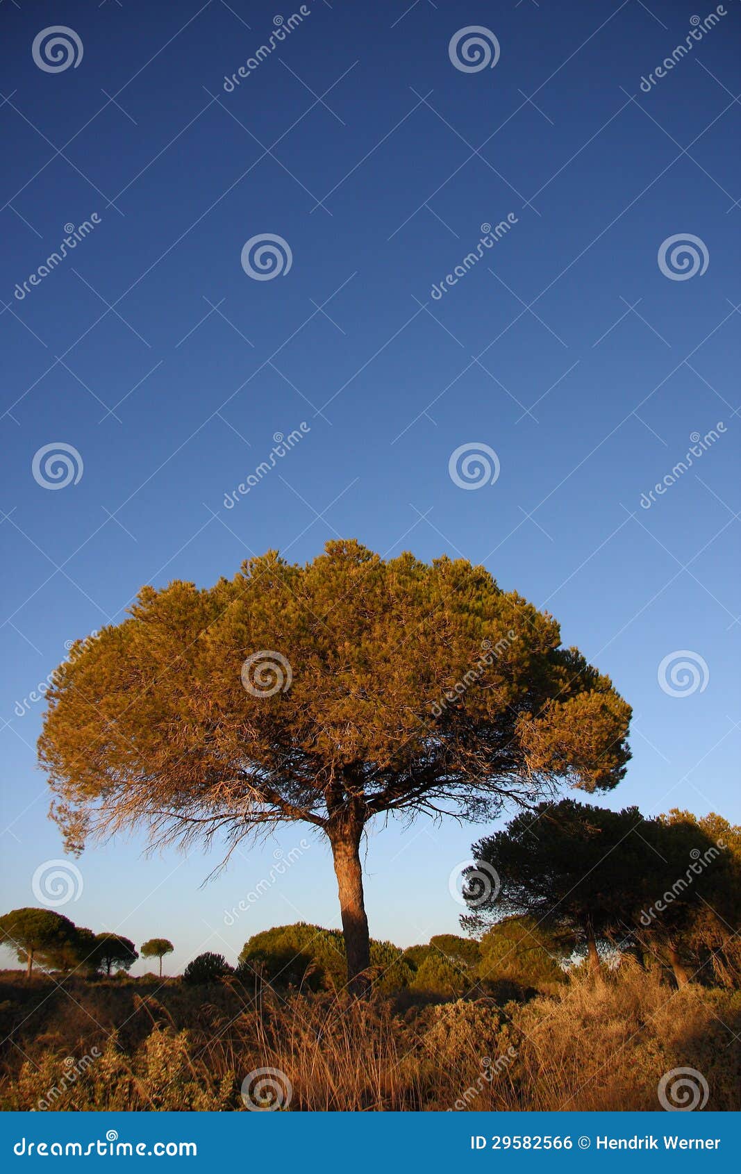 Árboles en Andalucía foto de archivo. Imagen de vacaciones 29582566