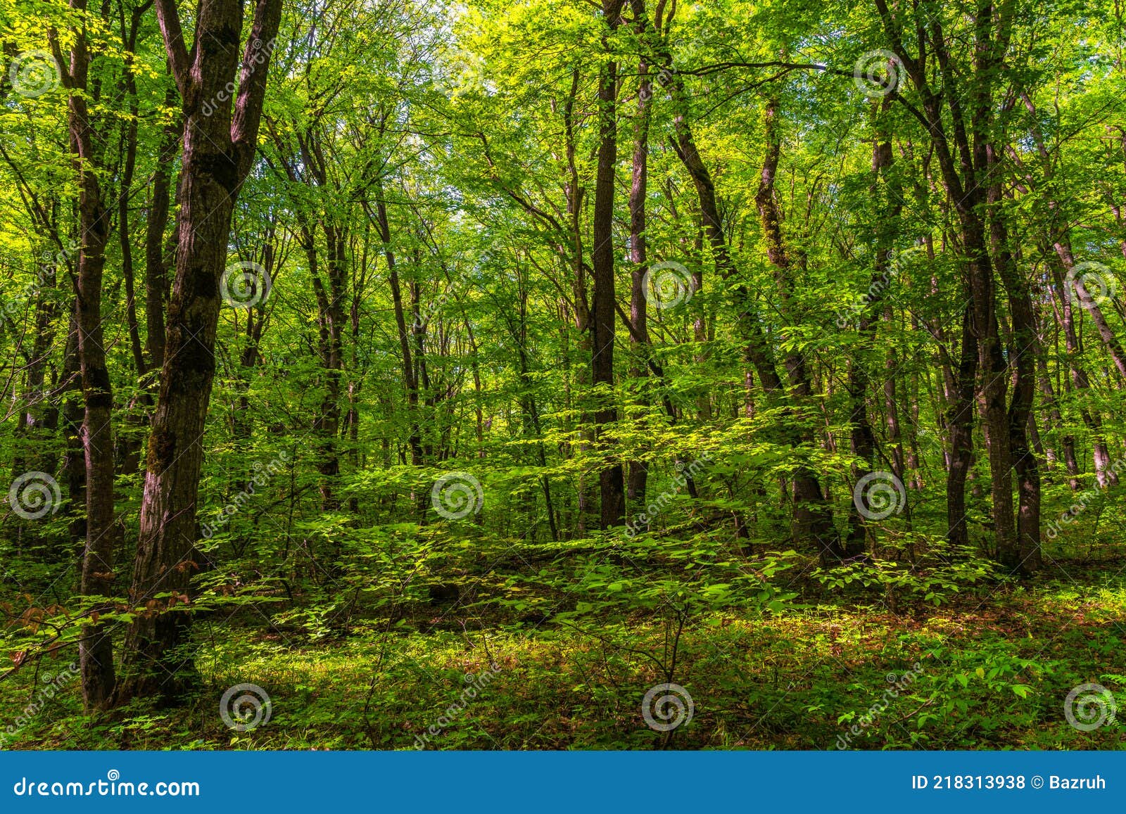 árboles en el bosque verde foto de archivo. Imagen de sunbeam 218313938