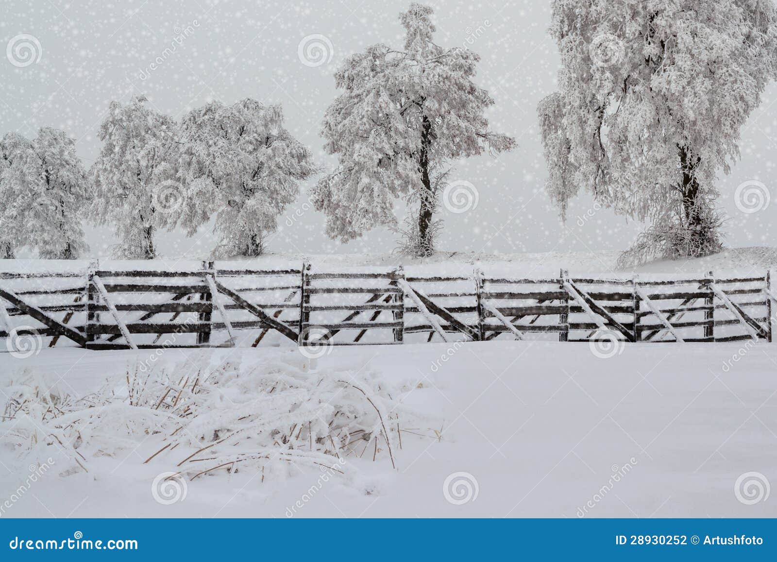 Árboles Nevado en paisaje del invierno. El paisaje agradable del invierno con los árboles nieva en día escarchado