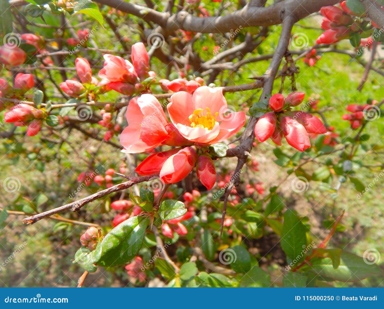 Árvore pequena com flores e as flores em botão cor-de-rosa. Árvore pequena com flores cor-de-rosa e as flores em botão, fotografadas em um jardim pequeno na primavera em Romênia