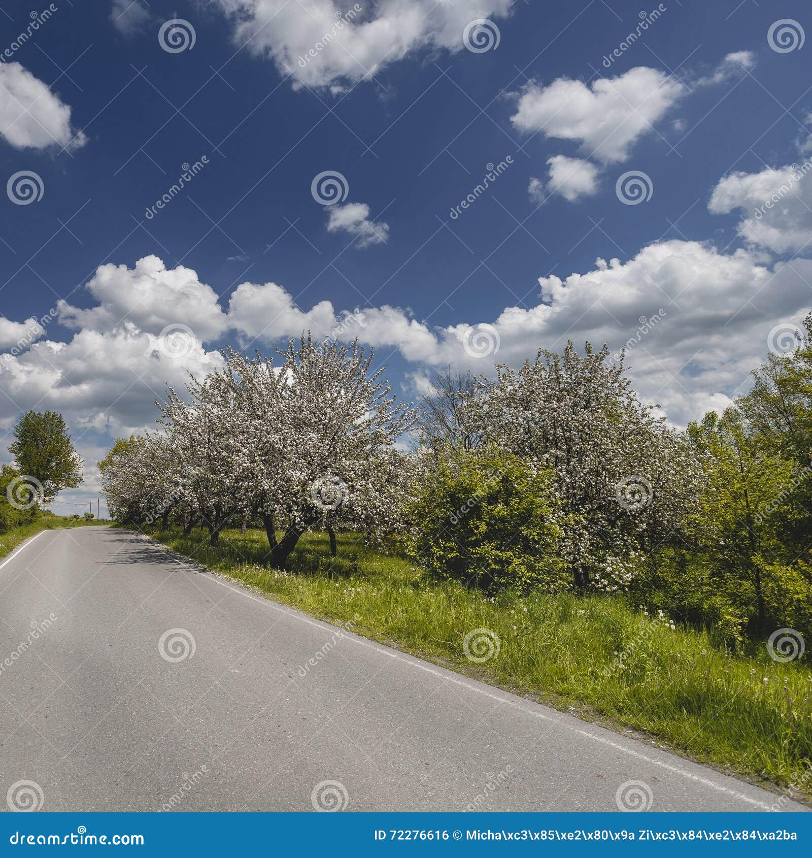 Árvores de maçã de florescência do branco. Árvores de frutos brancas que florescem na primavera no pomar