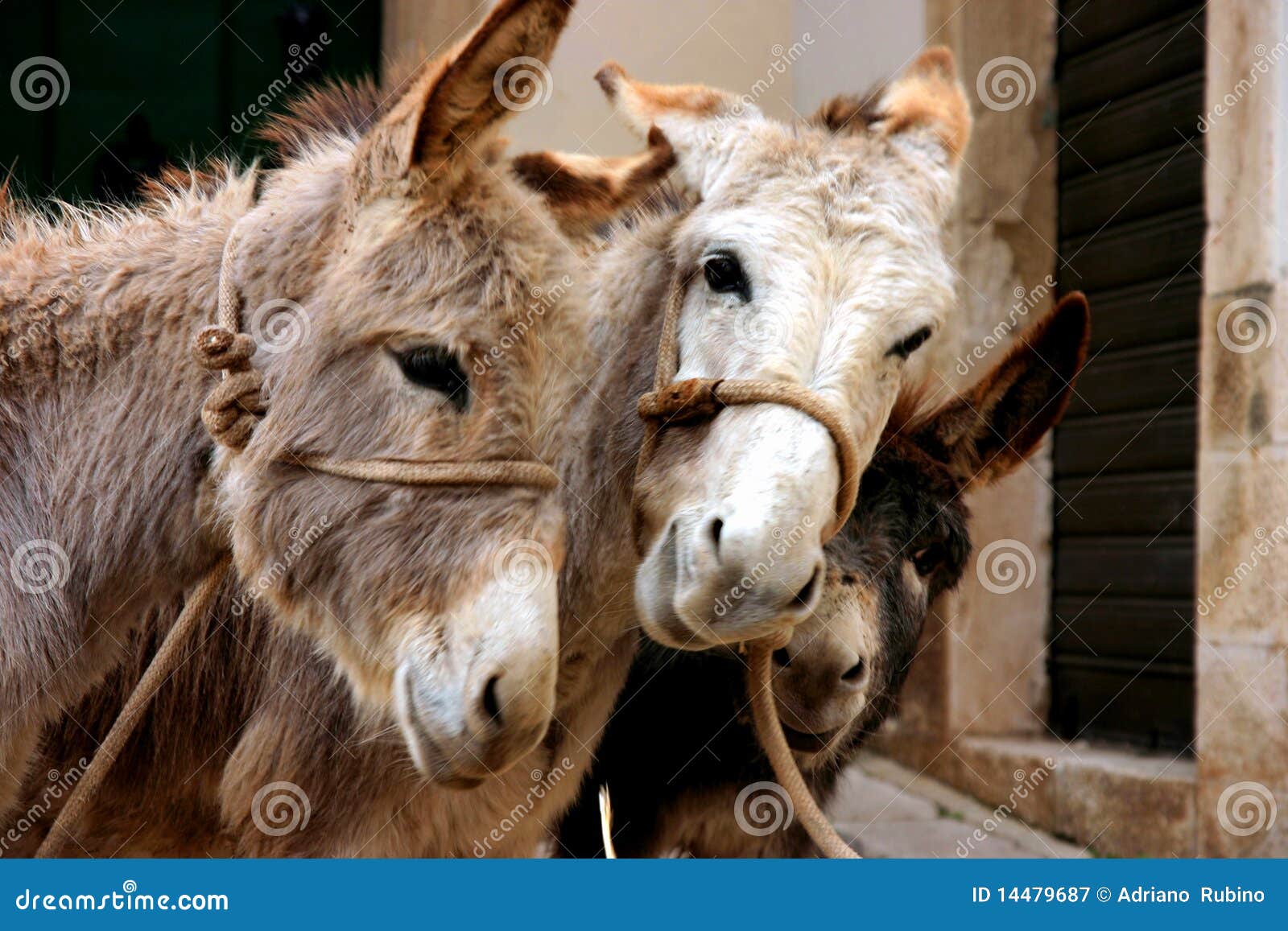Ânes. Deux ânes tout en mangeant dans une ferme