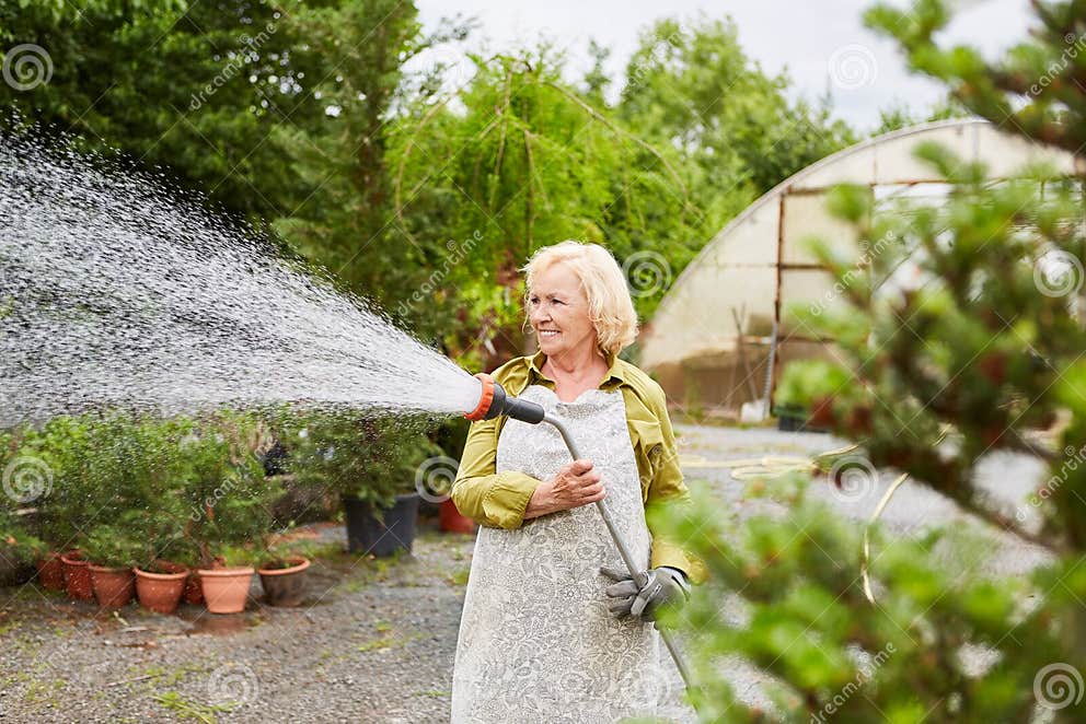 Ältere Gärtner Gießen Blumen Mit Duschkopf Stockfoto Bild von beruf