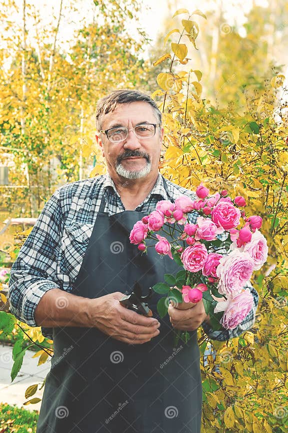 älterer Gärtner Mit Einem Strauß Rosen. Ein älterer Mann Mit Einem Bart