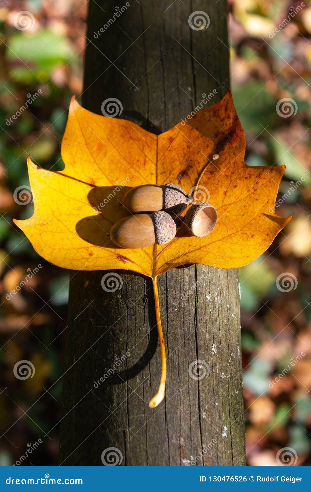écrou borgne aux feuilles de couleur de chute de thanksgiving. L'écrou borgne à la couleur d'automne de thanksgiving part au jour ensoleillé dans la campagne de l'Allemagne