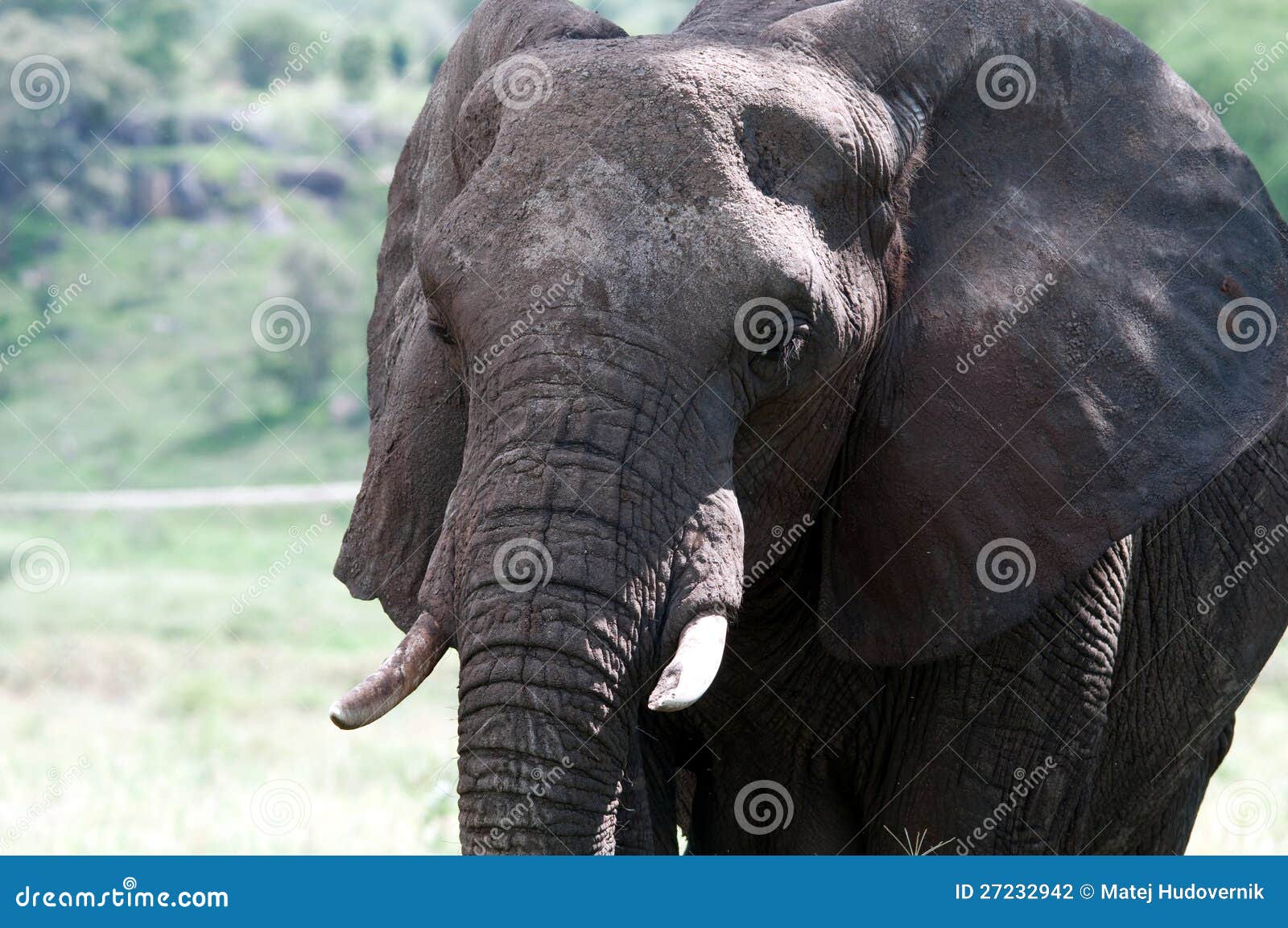 Éléphant en parc national de Mara de masai.