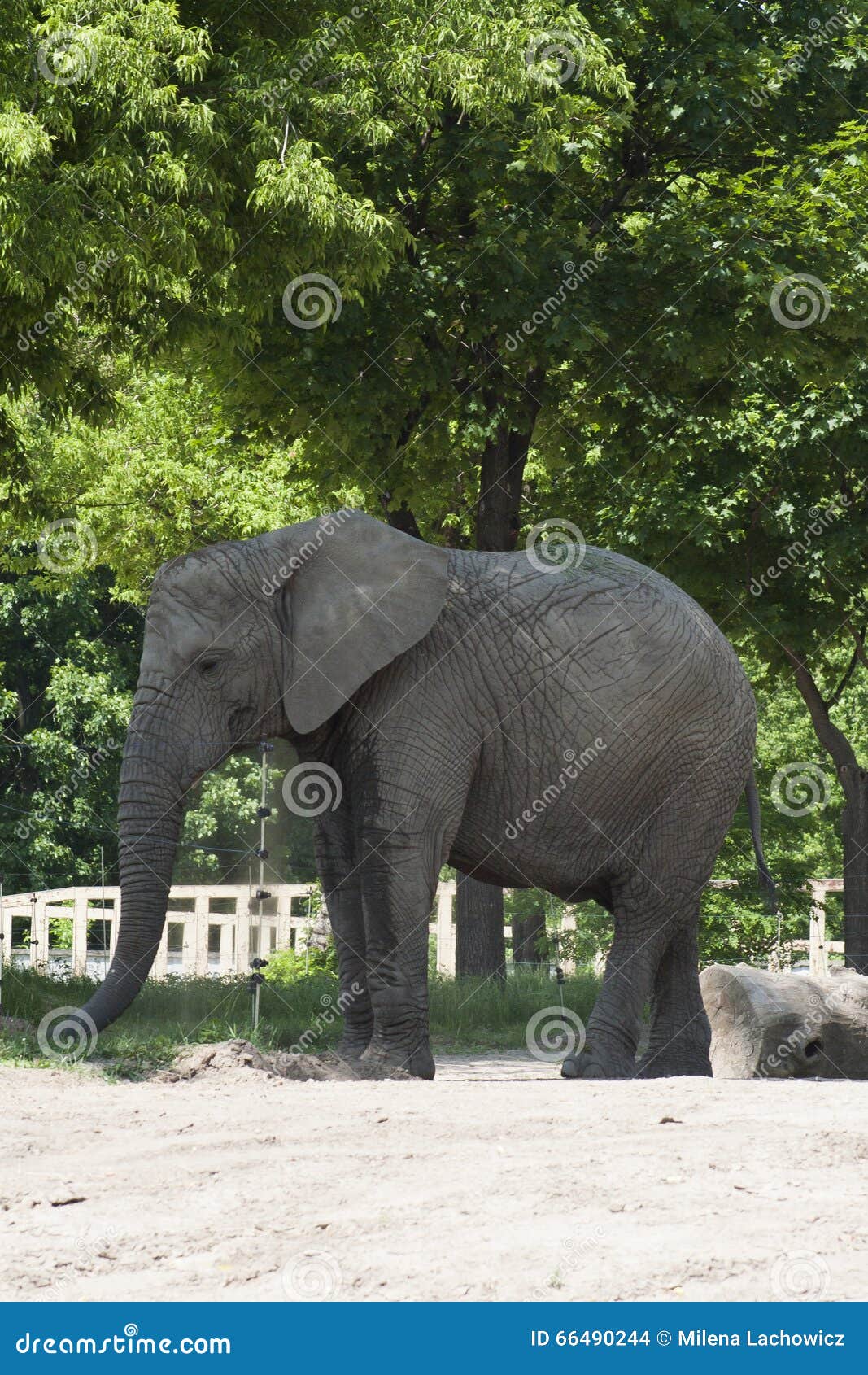 Éléphant dans le zoo, portrait