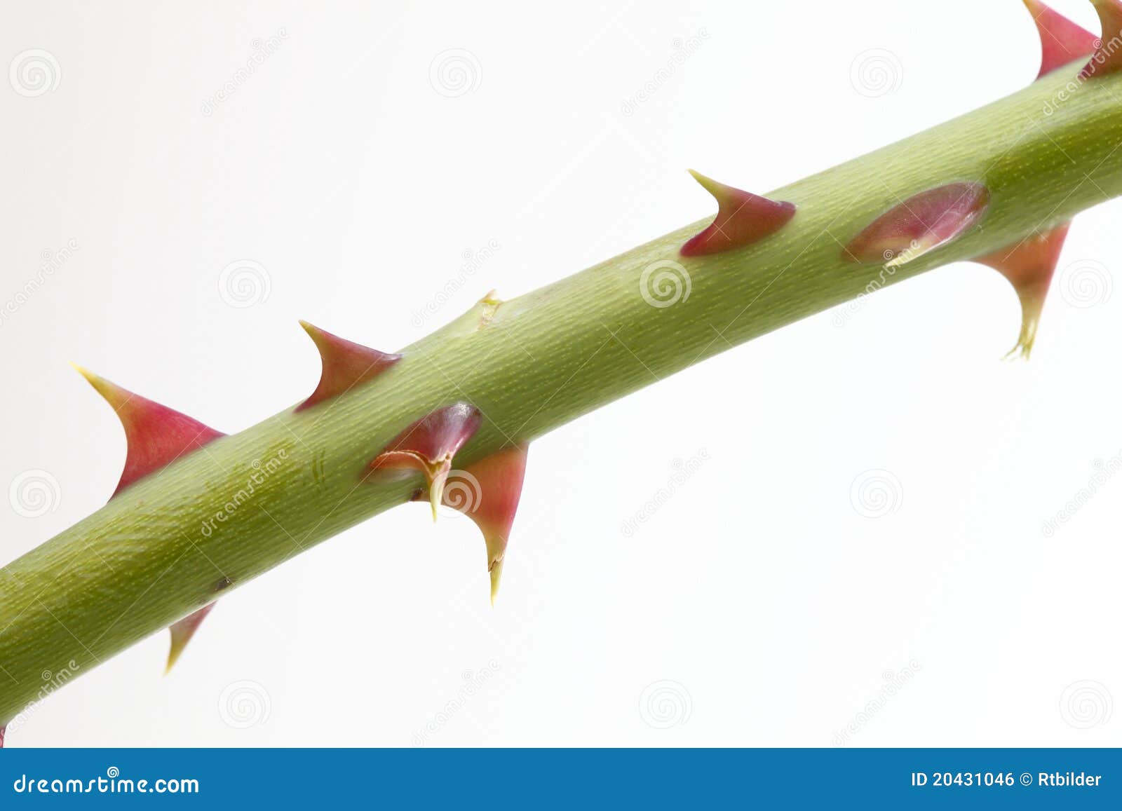 Épine de Rose photo stock. Image