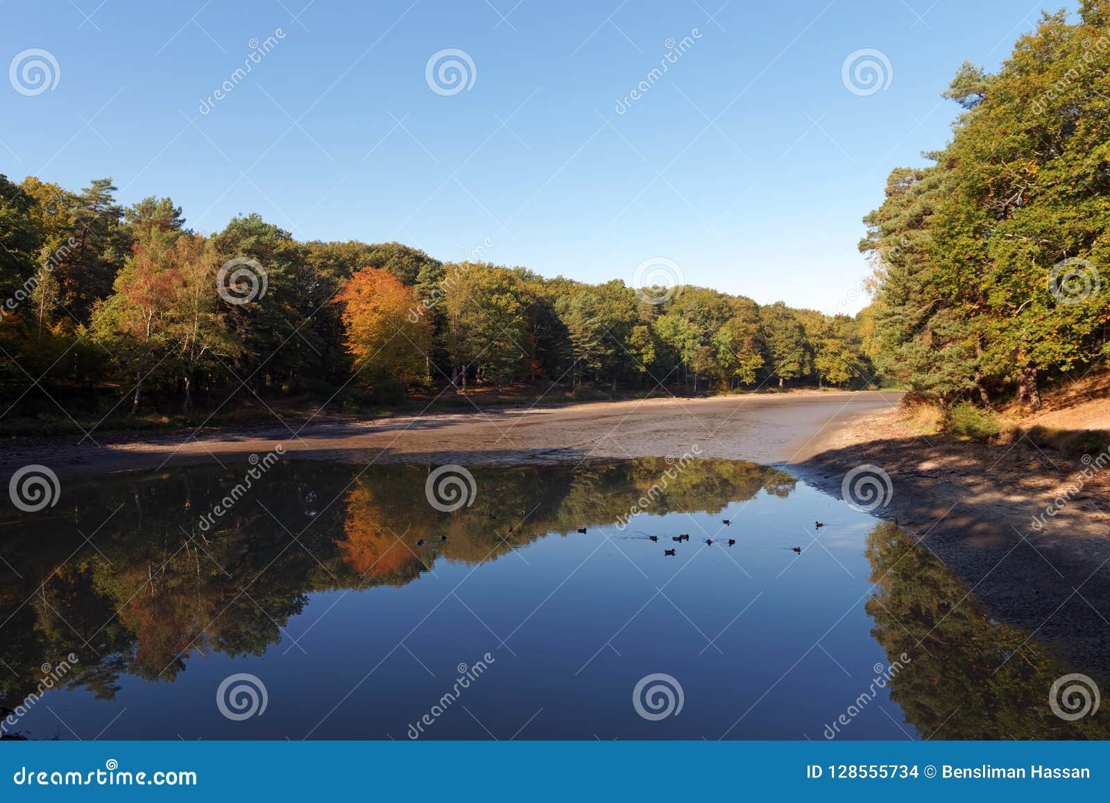 étang De Dans La Forêt De Rambouillet Photo stock Image