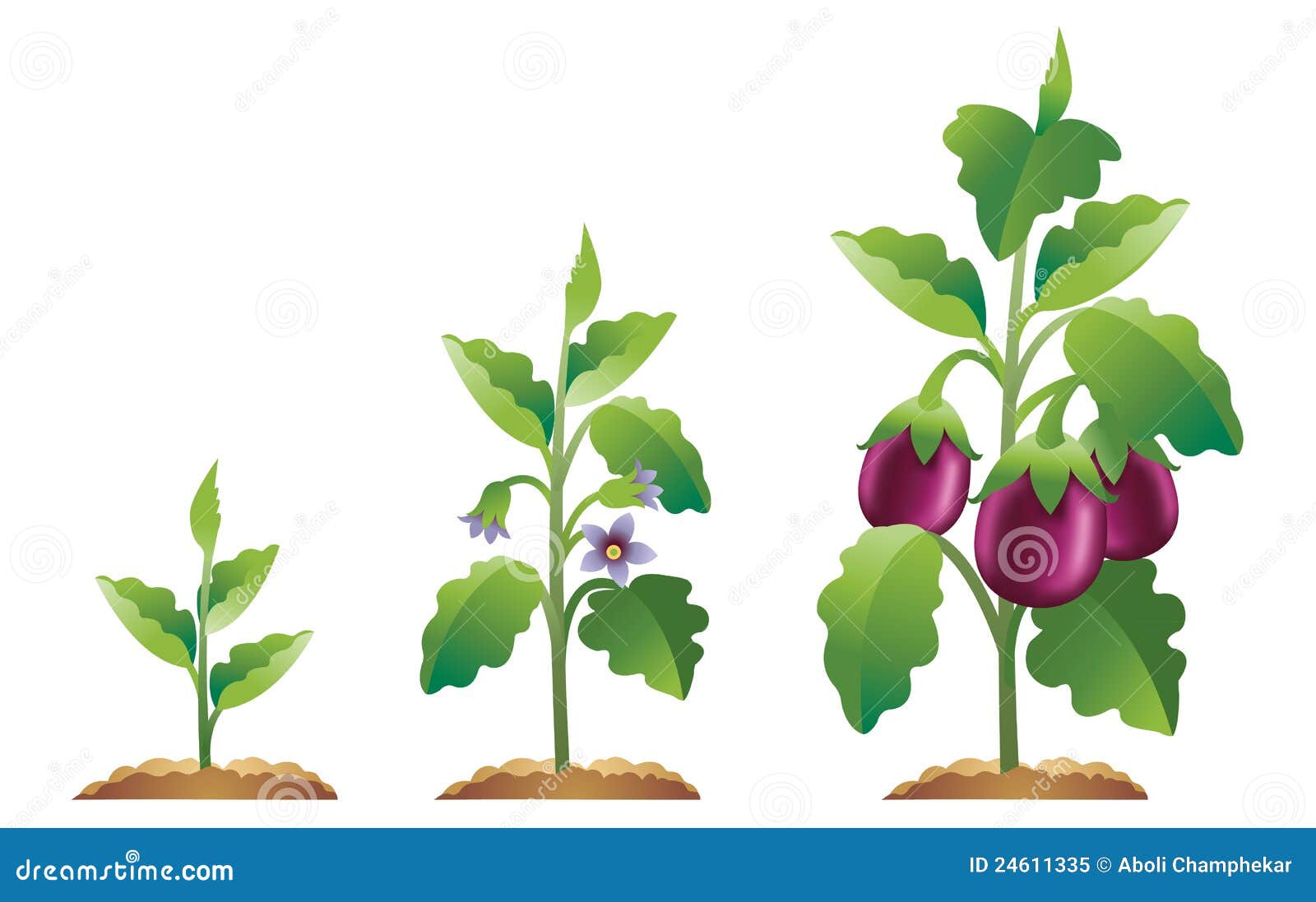 Étapes D'accroissement D'aubergine Illustration de Vecteur