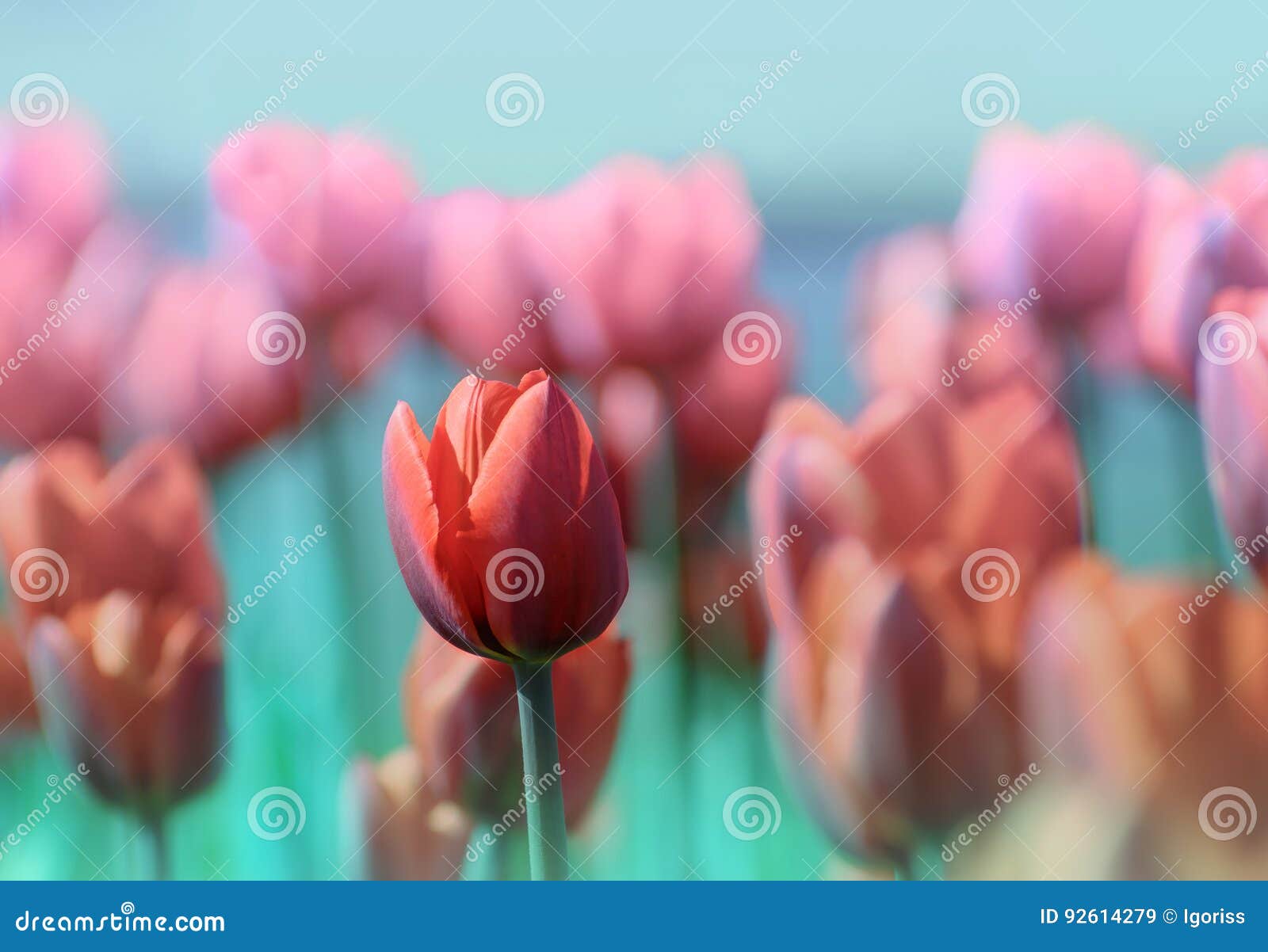 Één Rode Tulp onder vele anderen die op een gebied groeien. Één Rode Tulp onder vele anderen die op een gebied bij een de lente zonnige dag groeien Selectieve nadruk met ondiepe DOF