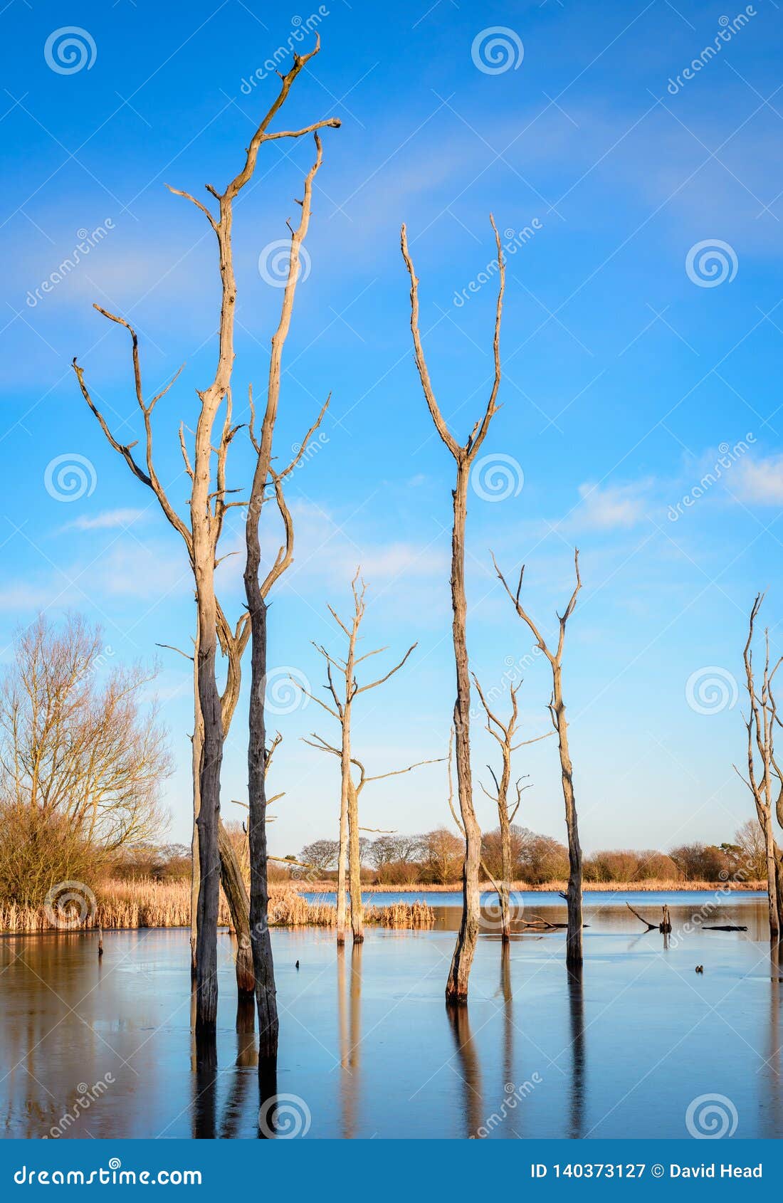 阿尔乔特池塘画象的死的森林地库存图片. 图片包括有池塘, 利息, 反映