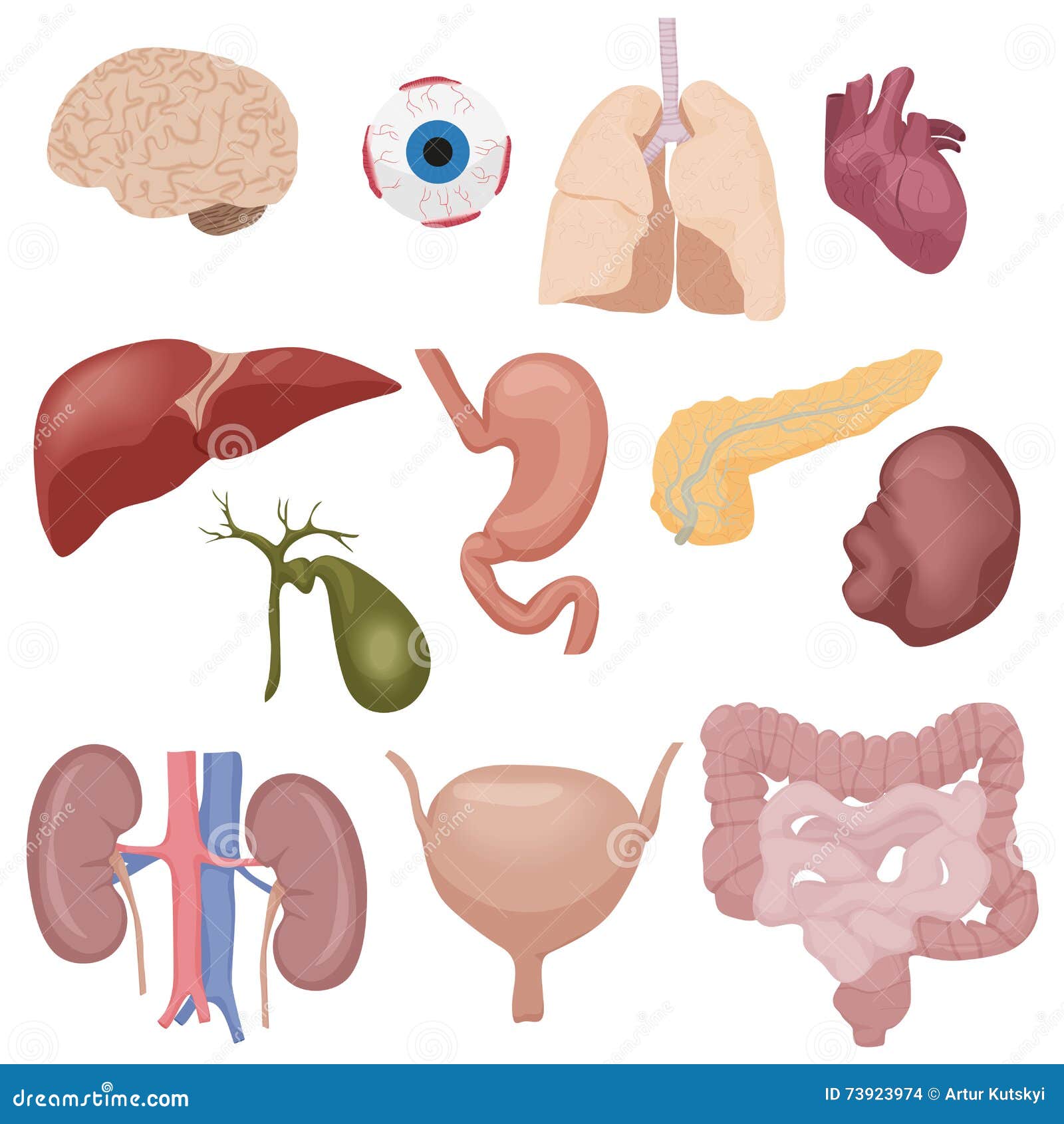 Órganos De Piezas Internos Del Cuerpo Humano Fijados Aislados