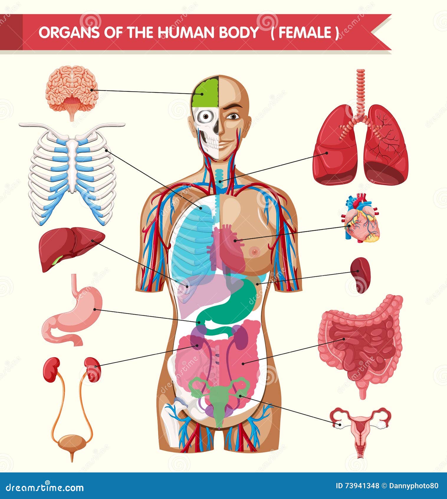 Imagenes De Los Organos Internos Del Cuerpo Humano Para Ninos Images