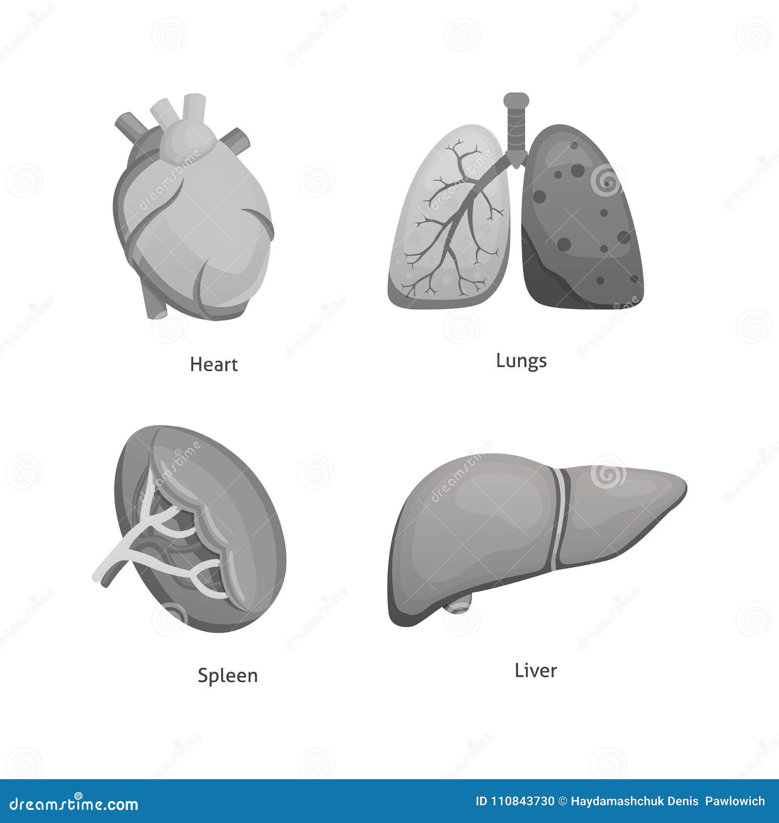 Órganos Humanos De La Historieta Fijados Anatomía De Los Ejemplos De La