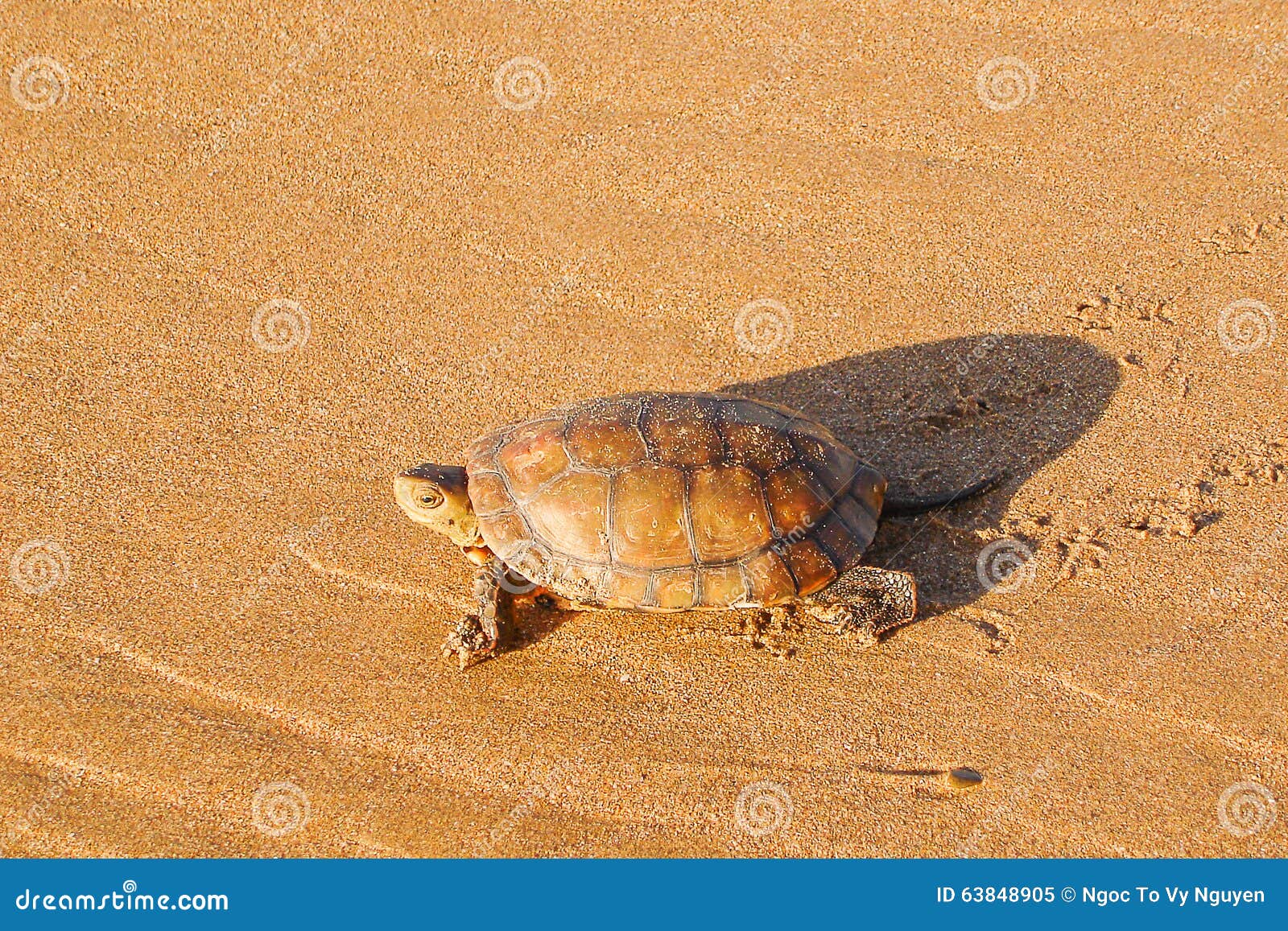 Żółw. Na plaży w Essaouira