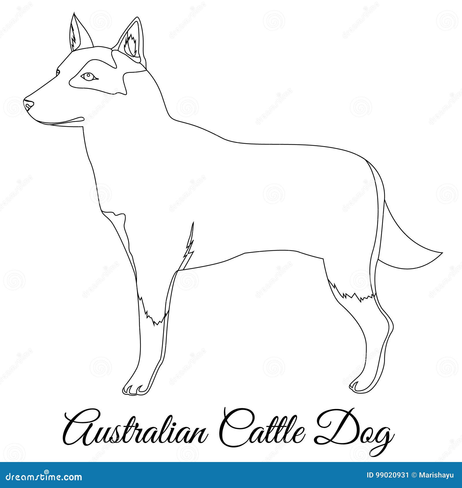 Översikt för australierCttle hund. Australisk illustration för vektor för nötkreaturhundöversikt