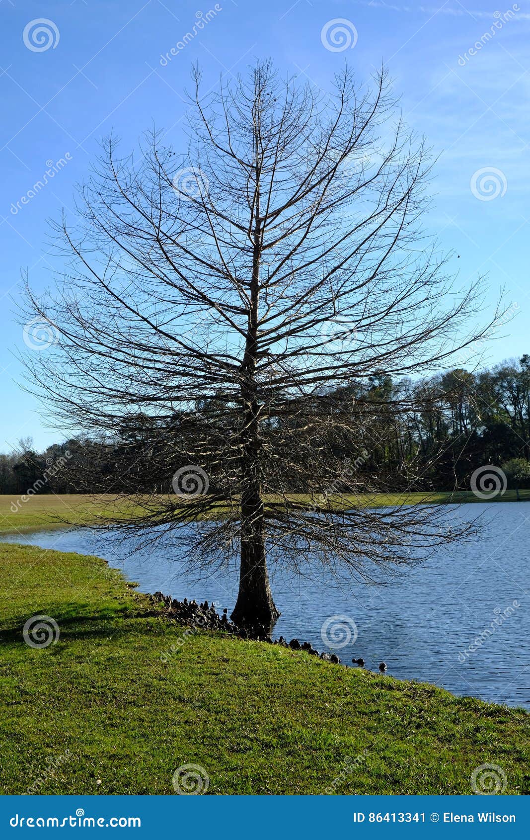 Única árvore em uma costa do lago. Única árvore sem folhas em uma costa do lago no dia ensolarado