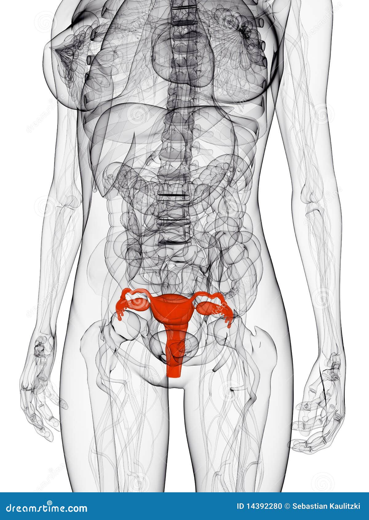органы таза у женщины фото
