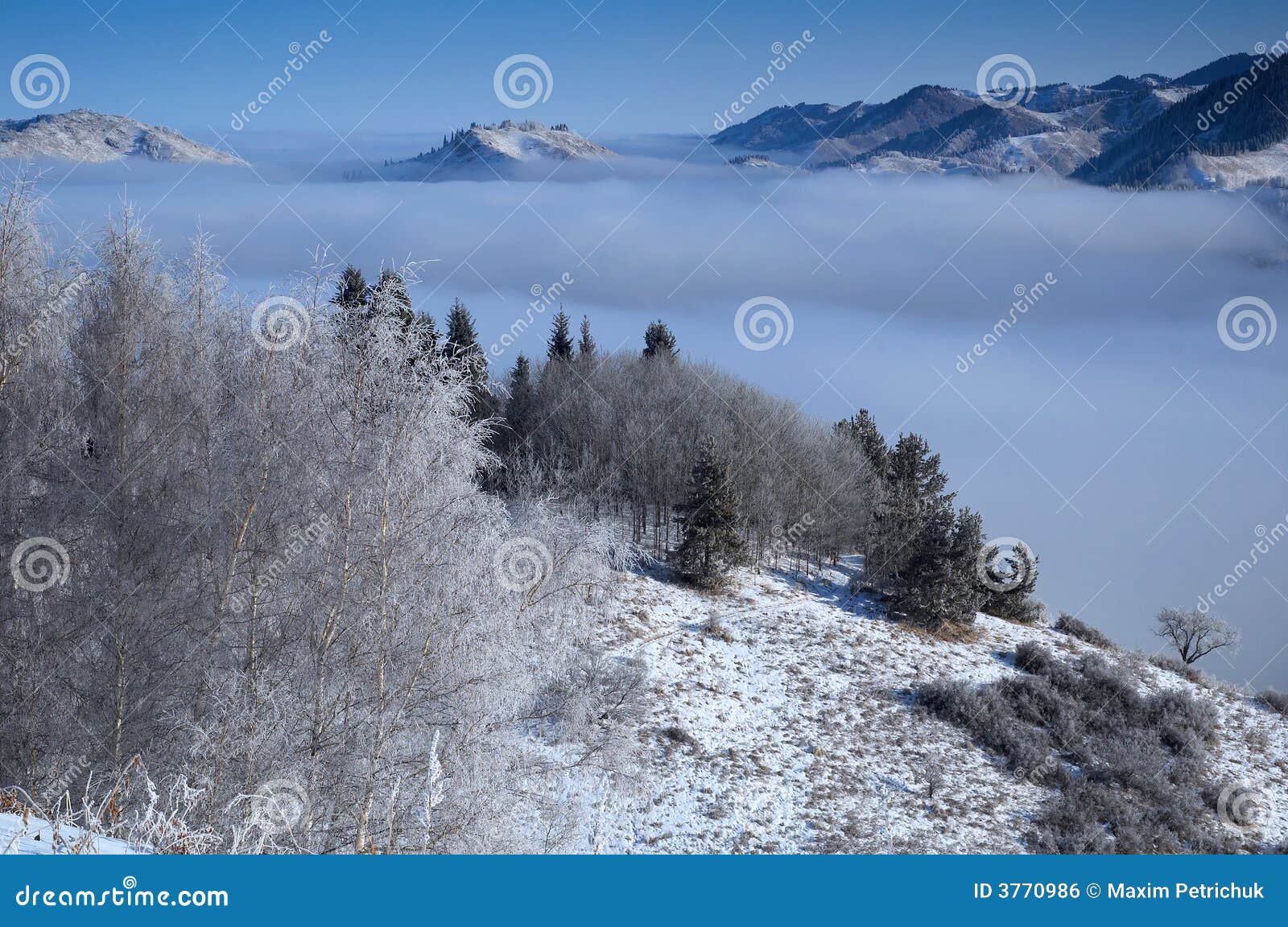 Über Wolken in den Bergen. Über Wolken im Gebirgswald