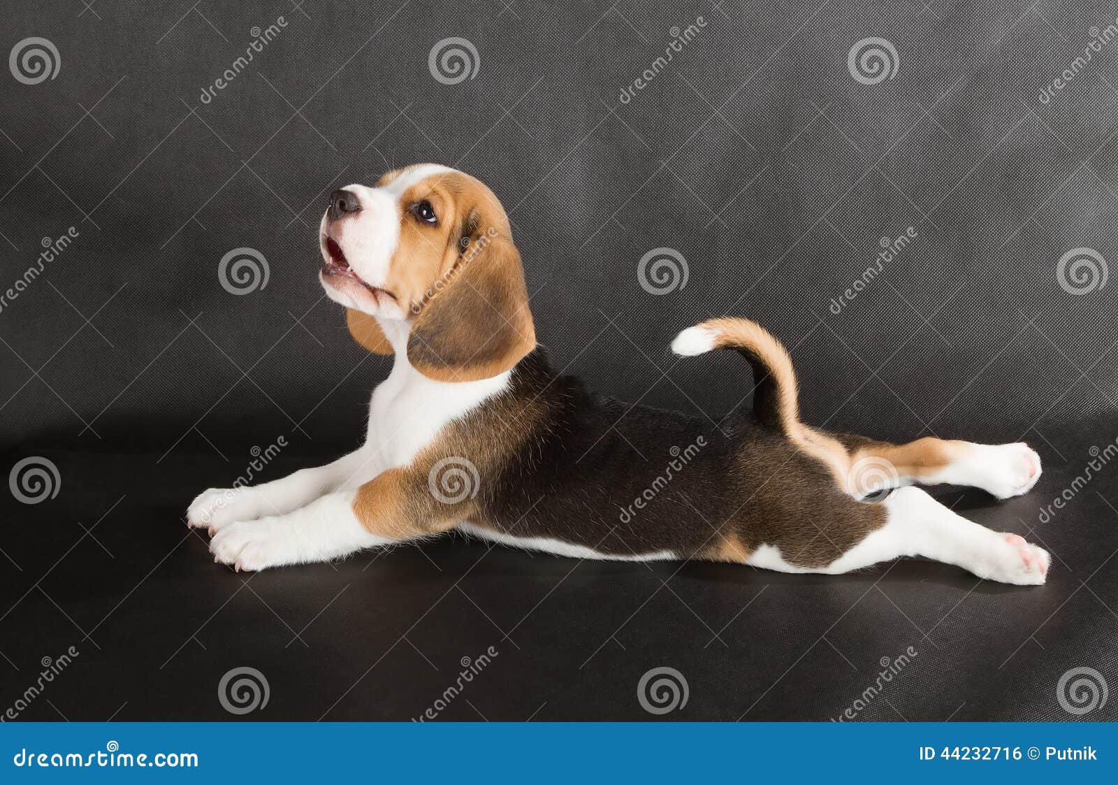 śliczny beagle szczeniak. Śliczny Beagle szczeniak (5 tydzień stary)