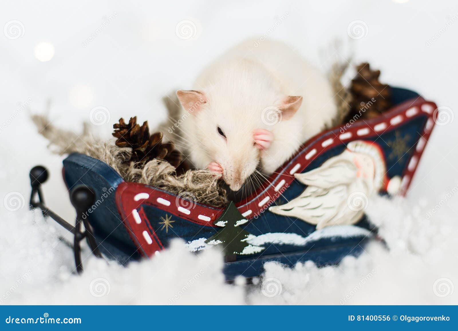 Śmieszny szczur myje w górę obsiadania w saniu przy boże narodzenie dekoracjami. Śmieszny szczur myje w górę obsiadania w Bożenarodzeniowych dekoracjach nieociosany drewniany sanie rożki wśród śniegu pełno