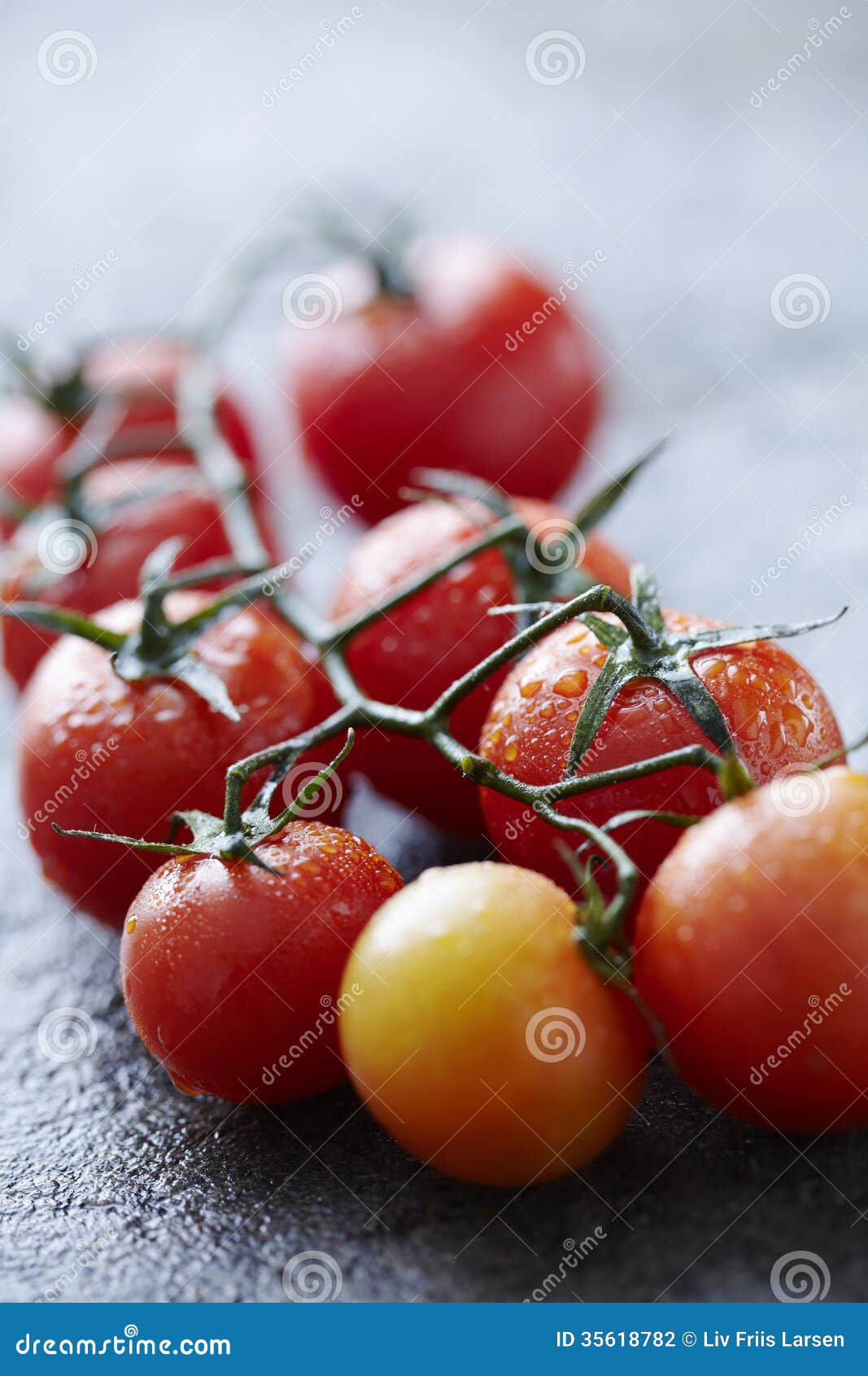 Świezi mokrzy pomidory na mokrej kamień powierzchni. Świezi pomidory z wodnymi kropelkami
