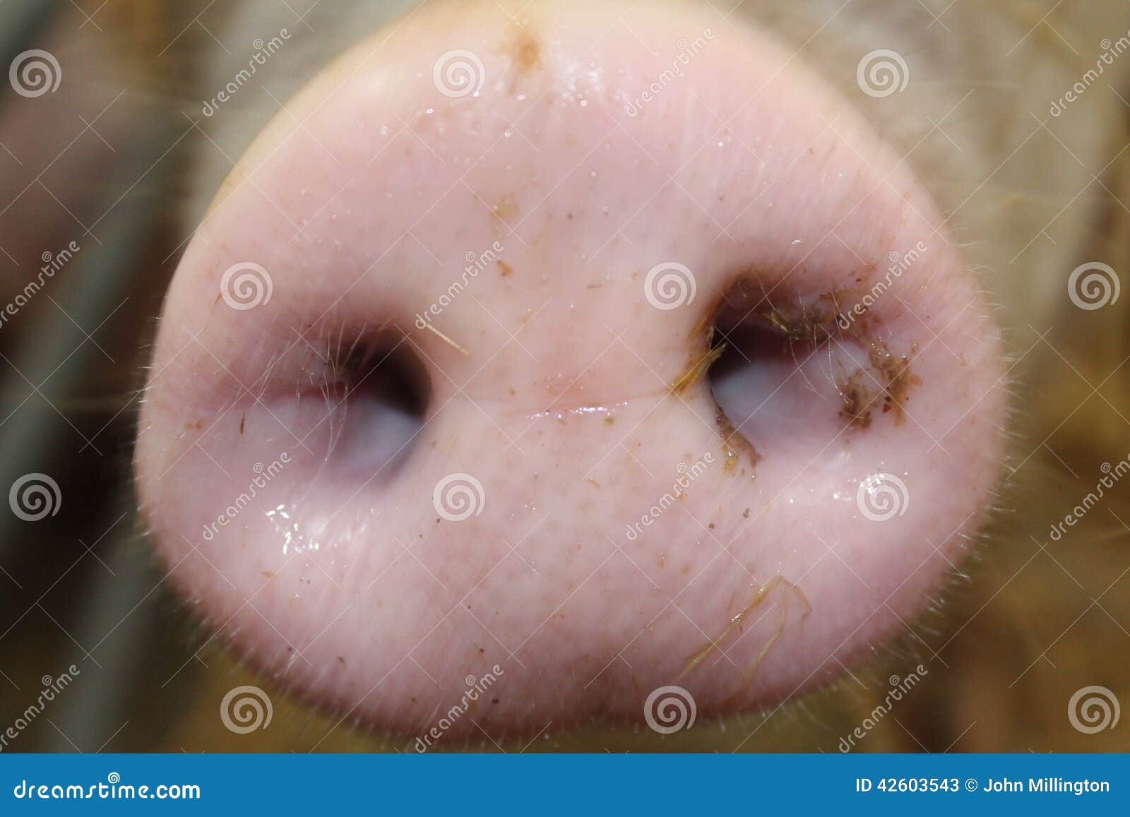Świniowata dysza. Zamknięty widok świni dysza