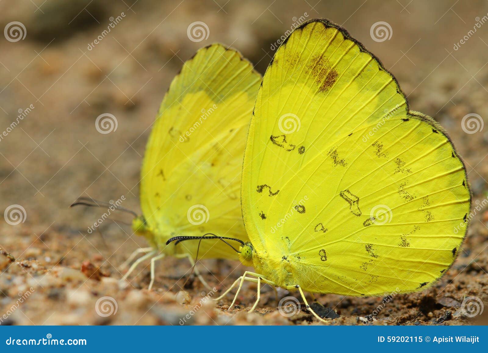 żółty motyl. Żółci Motyli łasowanie wapnie na ziemi