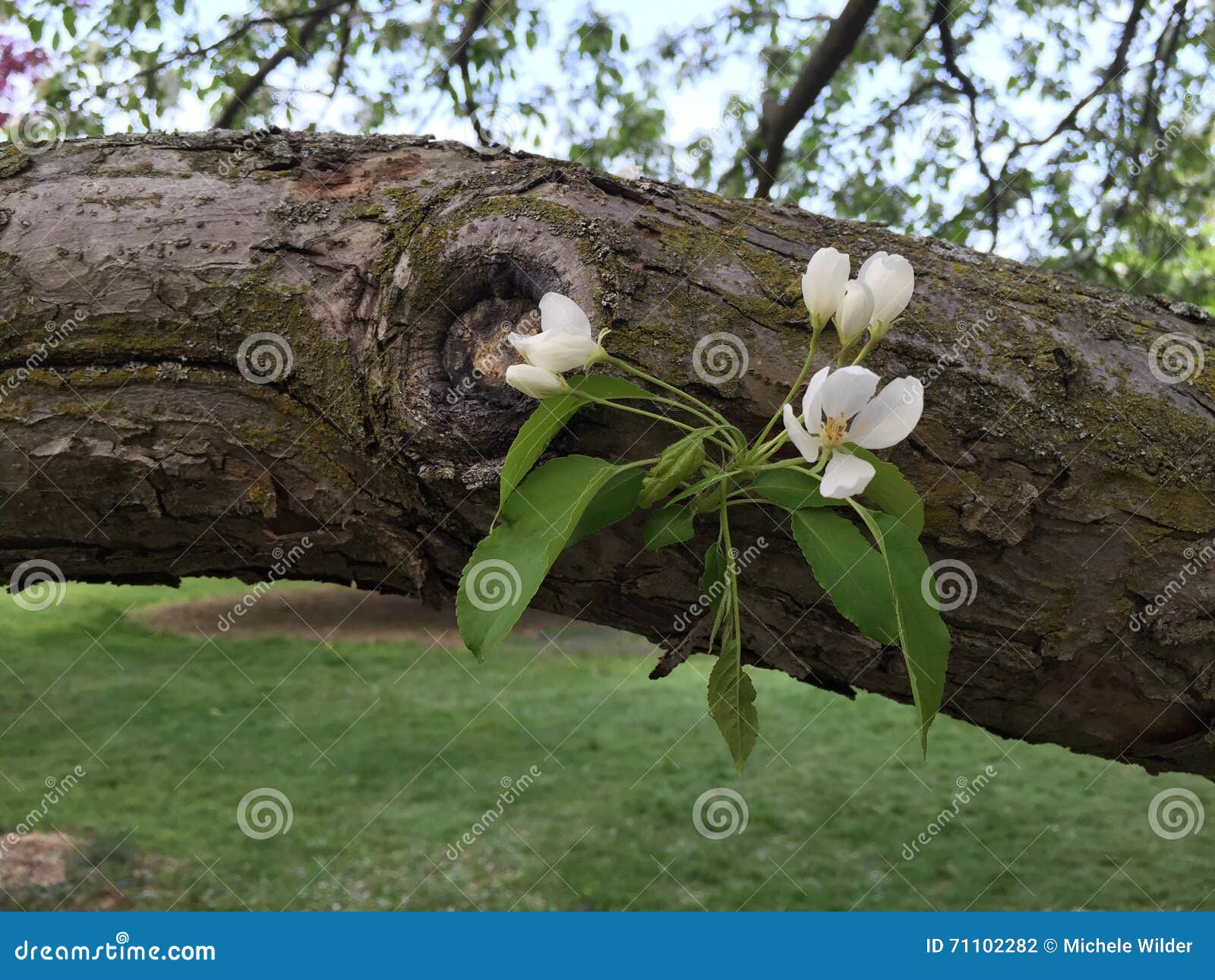 Άνθη της Apple σε έναν κλάδο. Ανθίζοντας άσπρα άνθη της Apple σε έναν κλάδο δέντρων