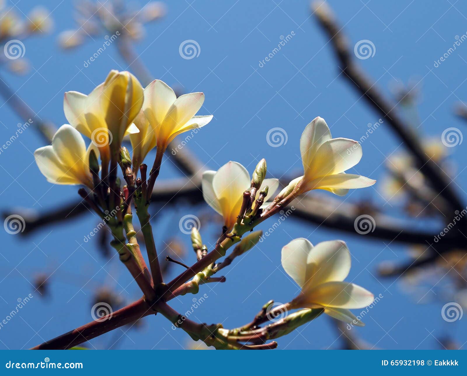 Άσπρα λουλούδια Plumeria Frangipani στο μπλε ουρανό. Άσπρα λουλούδια Plumeria Frangipani που ανθίζουν σε ένα δέντρο στο μπλε ουρανό