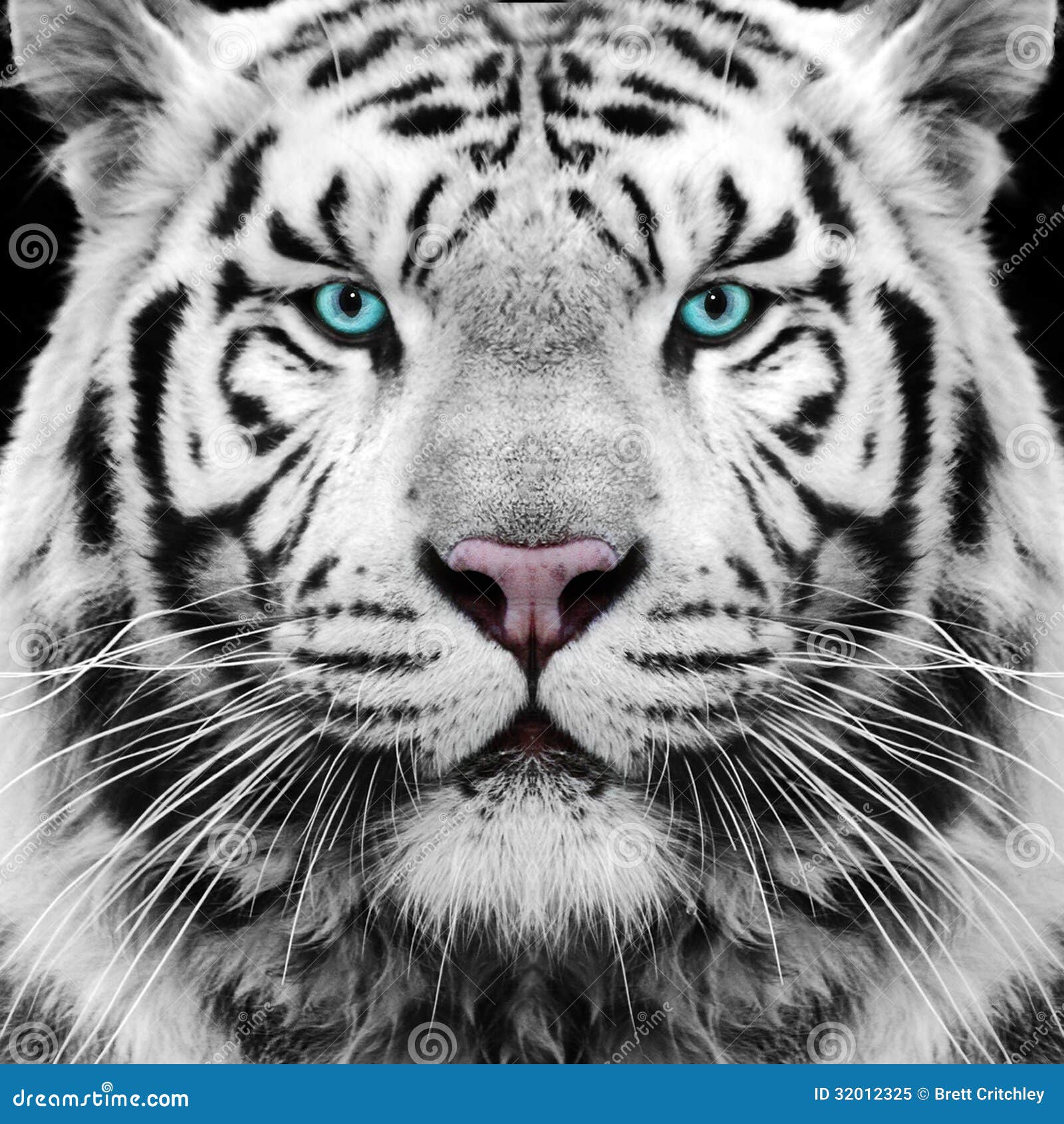 Άσπρη τίγρη. Άσπρα σιβηρικά πρόσωπο/μάτια τιγρών.