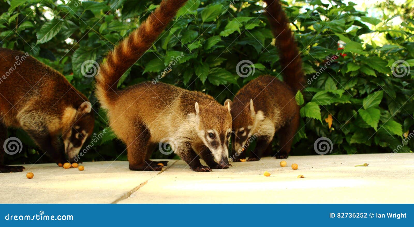 Άσπρο μυρισμένο Coatis που τρώει τα καρύδια σε ένα πράσινο κλίμα σε Yulum, Μεξικό